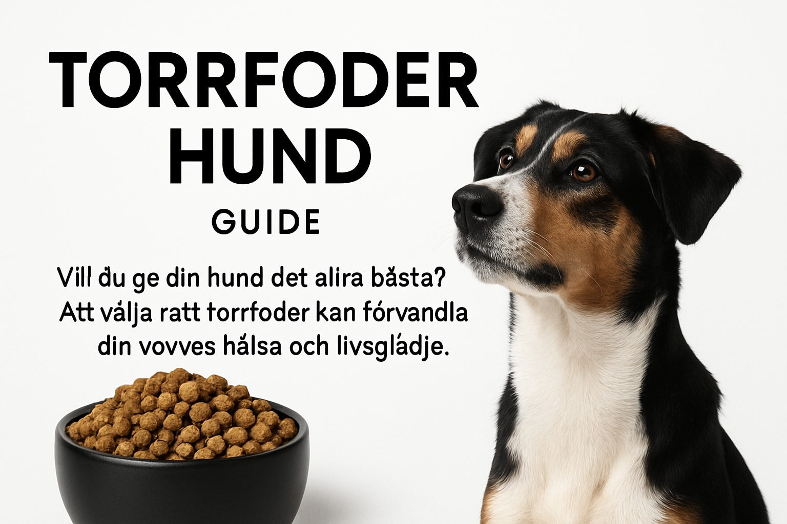 Torrfoder Hund Guide 2026: Välj Rätt Foder För Din Vovve